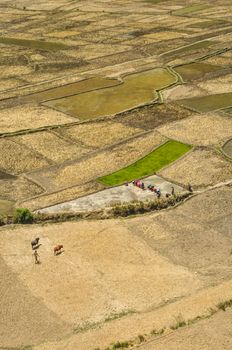 Aerial view of traditional agriculture in Nepal
