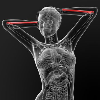 3d render illustration of the female ulna bone - front view