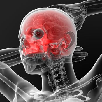 3d render illustration of the female skull bone - upper half - bottom view
