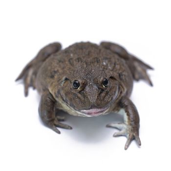 brown frog isolated on white