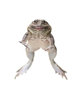 jumping brown frog isolated on white