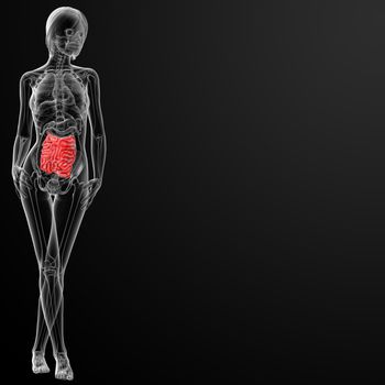 3d render of the female small intestine - front view