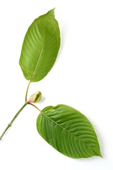 mitragyna speciosa, kratom leaf