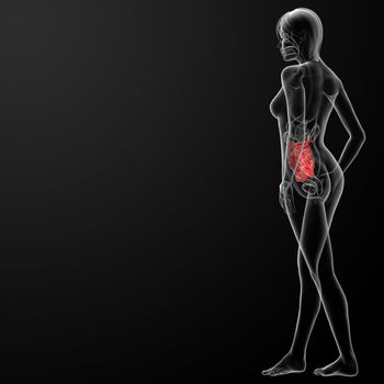 3d render of the female small intestine - side view