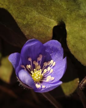 Blue spring flower hepatica blossom close-up macro
