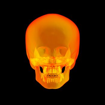 Isolated human x ray skull on black background - back view