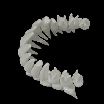 3d image of white teeth isolated on black - top view