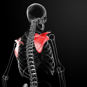 3d render medical illustration of the scapula - back view