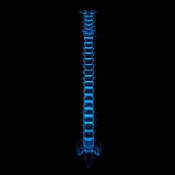 3d rendered illustration - human spine