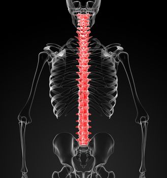 3d render human spine - back view