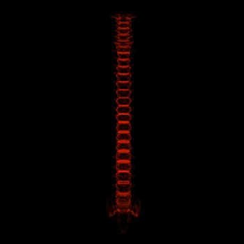 3d rendered illustration - human spine