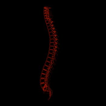 3d rendered illustration - human spine