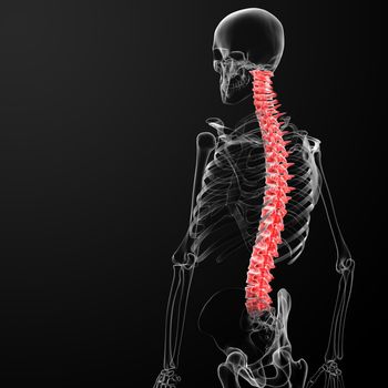 3d render human spine - back view