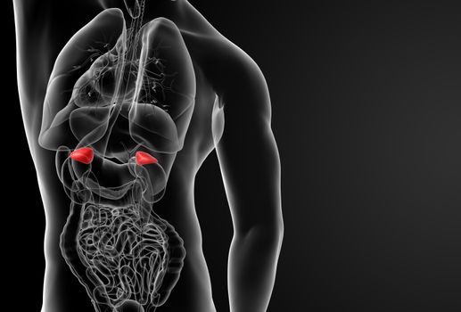 The internal andrenal Organs - back view