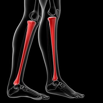 3d rendered illustration of the female tibia bone - side view