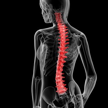 3d rendered illustration of the female spine bone - back view