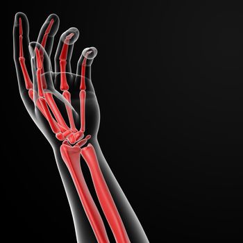 3d render illustration of the hand skeleton