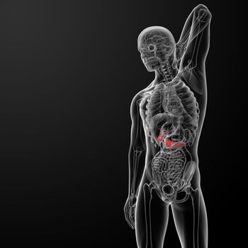 3d render medical illustration of the male Pancreas and Gallbladder - front view