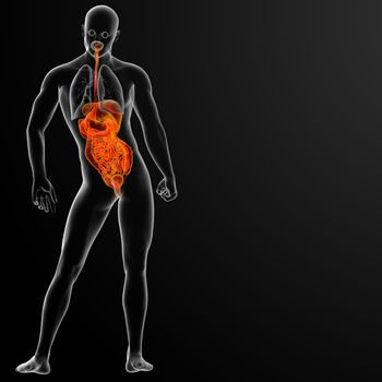 3d render illustration of human digestive system - back view