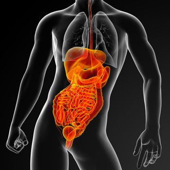 3d render illustration of human digestive system - front view