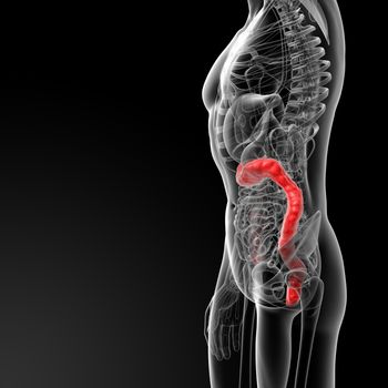 3d rendered illustration of male large intestine - side view