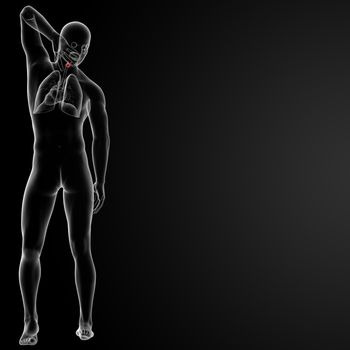 3d render medical illustration of the male larynx - back view