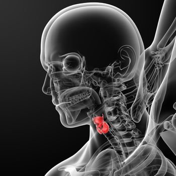 3d rendered illustration of the male larynx - side view