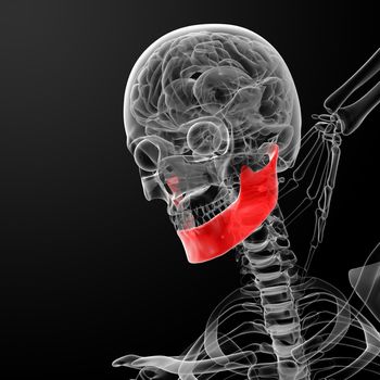 3d rendered illustration - jaw bone - front view