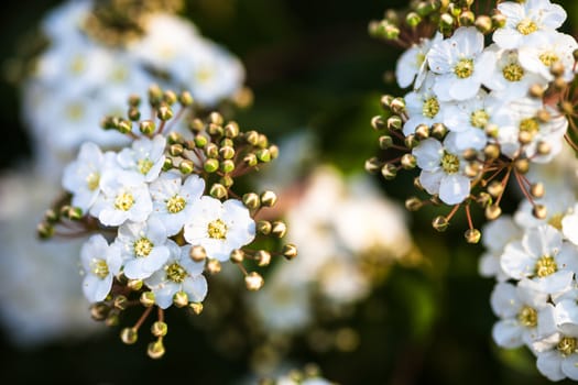 White flowers and buds on the blooming Spiraea shrub