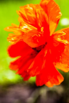 Closeup of the blooming red poppy flower.