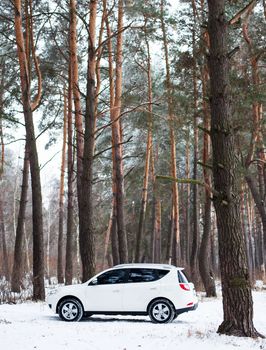 White car in the winter coniferous forest.