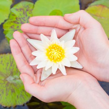 Woman hands holding lotus flower against leaves background.