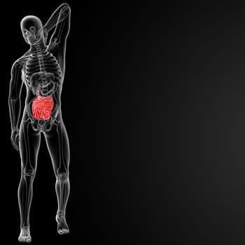 3d rendered illustration of the male small intestine - front view