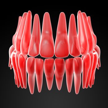 3d render human teeth - front view