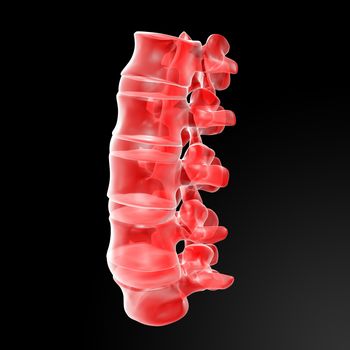 3d rendered illustration-lumbar side view