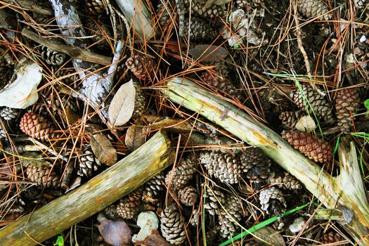 Autumn in the woods with pine cone and branches
