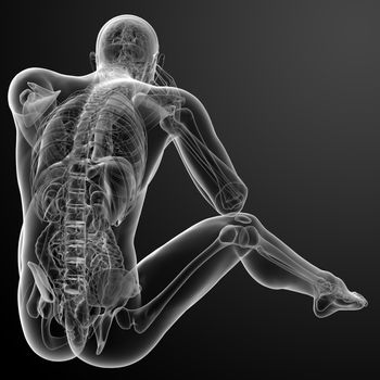 3d render Human antomy - back view