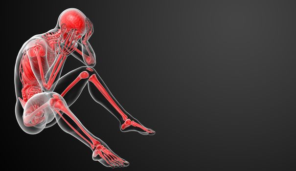 3d render Human antomy - side view