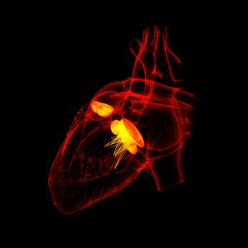 3d render Heart valve - back view