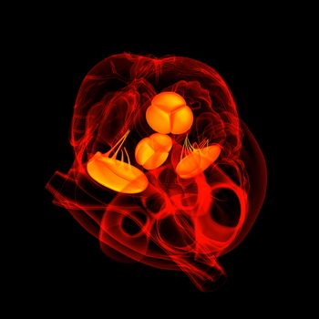 3d render Heart valve - top view