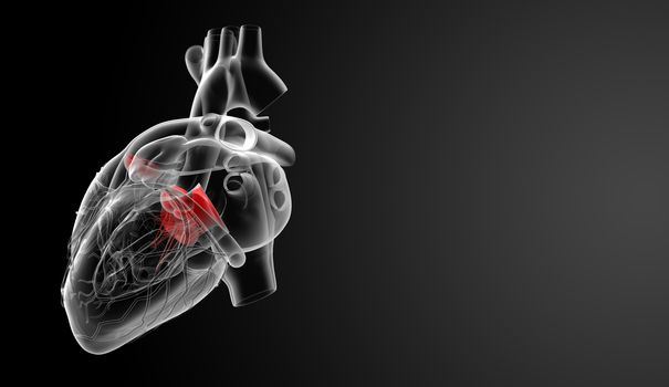 3d render Heart valve - back view