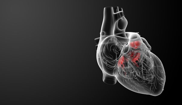 3d render Heart valve - side view