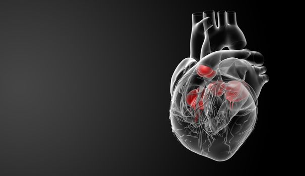 3d render Heart valve - side view