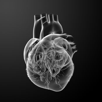 3d render Heart  - back view