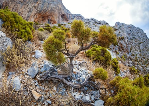 Vegetation on rocky slope in mountains. Kalymnos island, Greece.