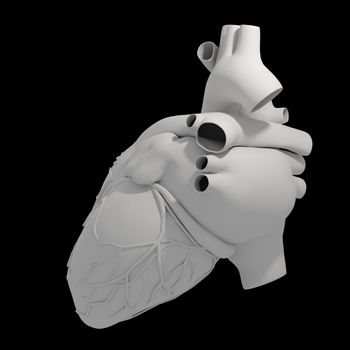 The Human Heart - back view