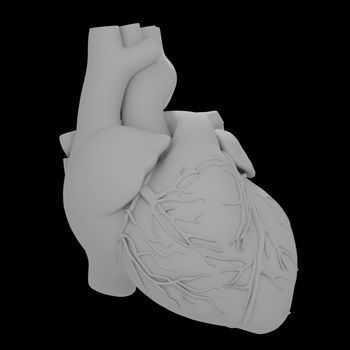 The Human Heart - front view