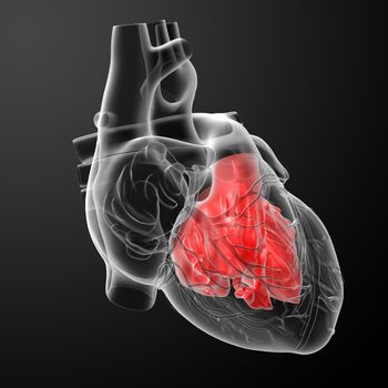 3d render Heart atrium - front view