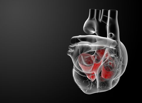 3d render Heart atrium - side view