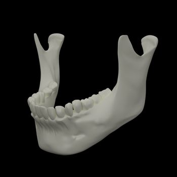 3d rendered illustration - jaw bone
